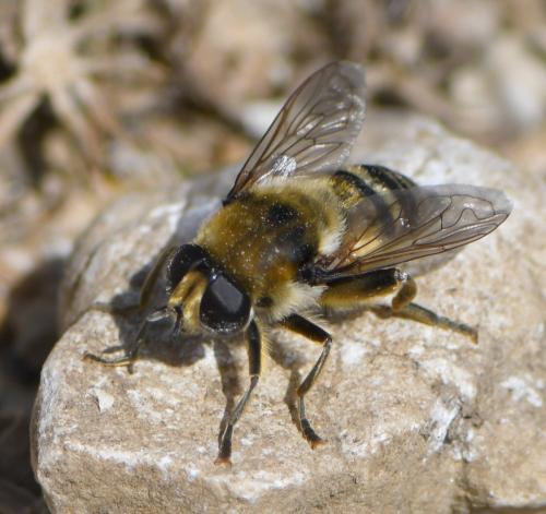 Réf. 278 531 : Merodon clavipes